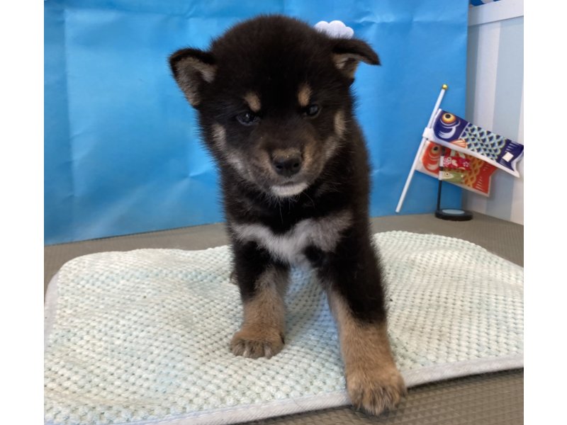 福岡県の柴犬(標準サイズ) (ワンラブペットワイド若松店(FC)/2026年3月2日生まれ/男の子/黒)の子犬の2枚目の画像