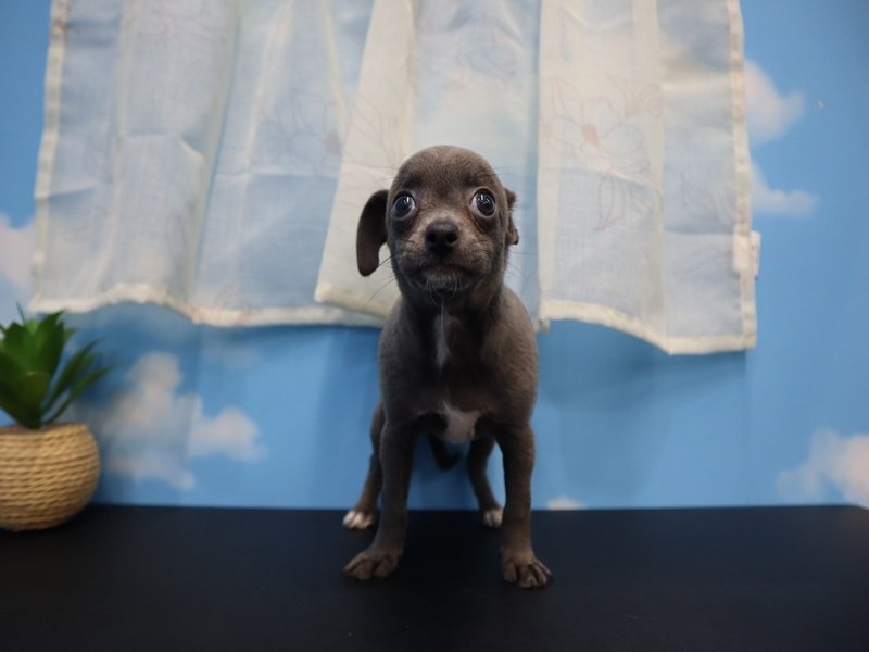 三重県のハーフ犬・ミックス犬 (ワンラブバローミタス伊勢店(FC)/2026年3月2日生まれ/女の子/ブルーホワイト)の子犬の2枚目の画像