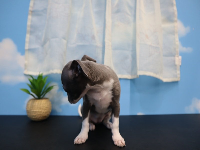 三重県のハーフ犬・ミックス犬 (ワンラブホームセンターバロー久居店(FC)/2026年3月2日生まれ/女の子/ブルーホワイト)の子犬の2枚目の画像