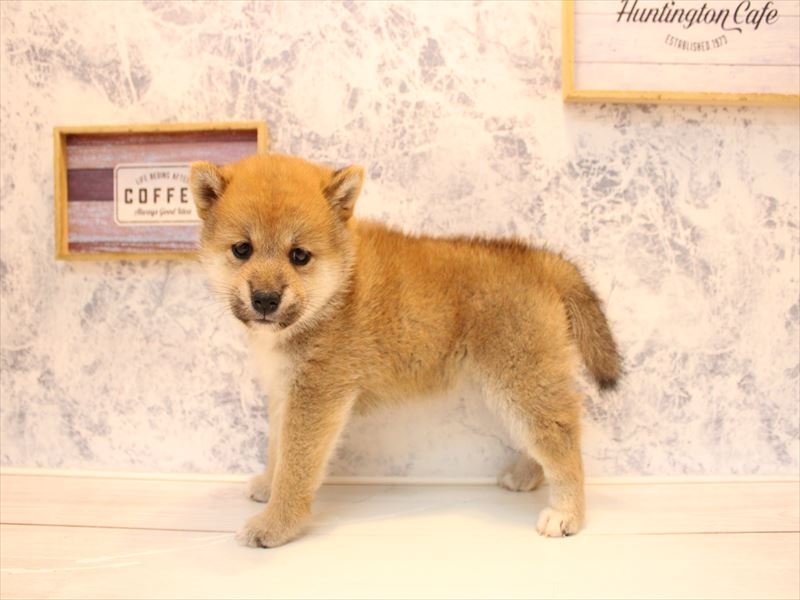 熊本県の柴犬(標準サイズ) (ワンラブゆめタウンはません店/2026年3月25日生まれ/女の子/赤)の子犬の2枚目の画像