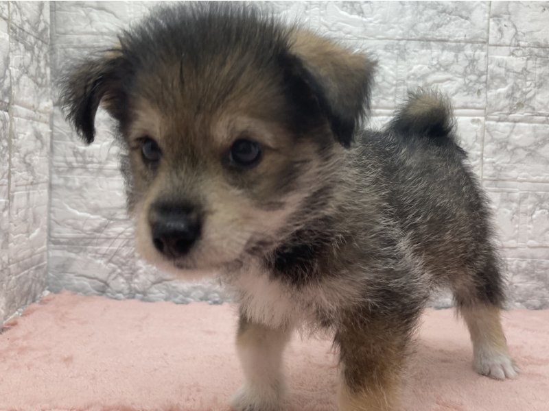 宮崎県のｼﾊﾞﾋﾞｼｮﾝ【柴犬×ﾋﾞｼｮﾝﾌﾘｰｾﾞ】 (ワンラブホームワイドプラス都城店(FC)/2026年4月20日生まれ/男の子/ブラック)の子犬の2枚目の画像