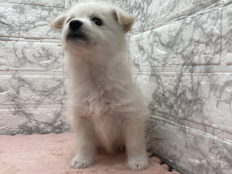 宮崎県のｼﾊﾞﾋﾞｼｮﾝ【柴犬×ﾋﾞｼｮﾝﾌﾘｰｾﾞ】 (ワンラブホームワイドプラス都城店(FC)/2026年4月20日生まれ/男の子/クリーム)の子犬の2枚目の画像
