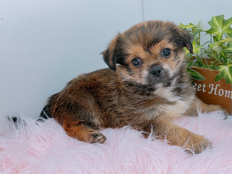 愛知県のハーフ犬・ミックス犬 (ワンラブペッツビレッジ アピタ木曽川店(FC)/2026年4月26日生まれ/女の子/レッド)の子犬の2枚目の画像
