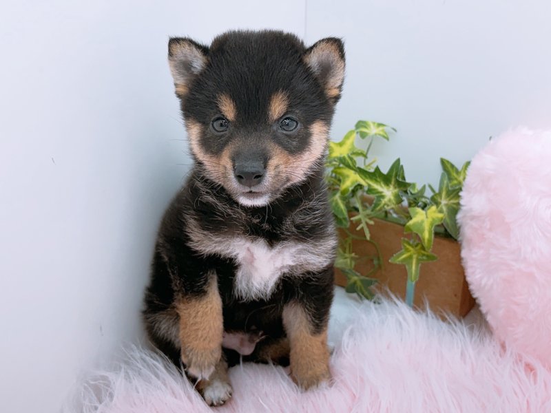 愛知県の豆柴 (ワンラブカインズ小牧店(FC)/2026年5月2日生まれ/男の子/黒)の子犬の2枚目の画像