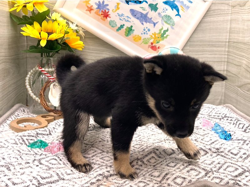 京都府の豆柴 (ワンラブカインズ木津川店(FC)/2026年5月19日生まれ/女の子/黒)の子犬の2枚目の画像