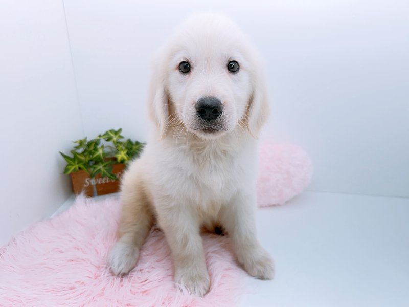 ゴールデンレトリバー(クリーム)の子犬を価格や特徴で探す|ペット