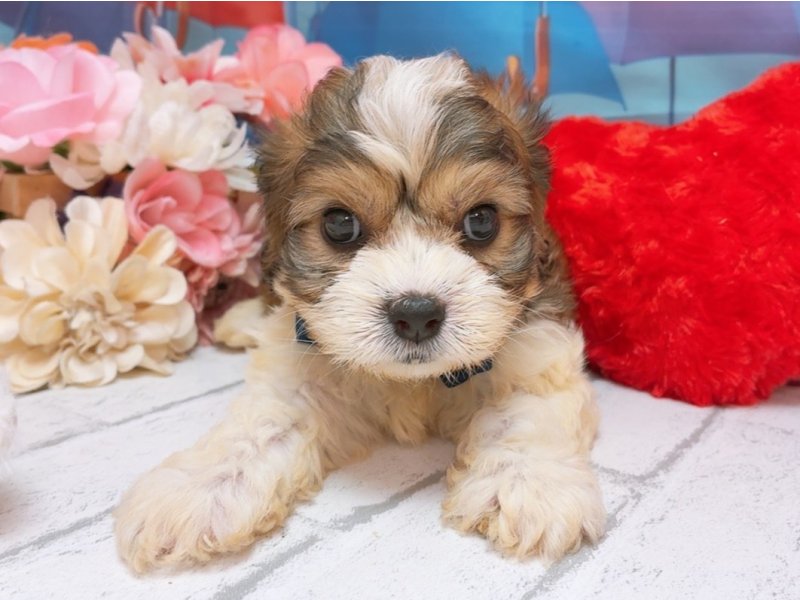 新潟県のハーフ犬・ミックス犬 (ワンラブフレスポ赤道店(FC)/2026年5月23日生まれ/男の子/ブラウンホワイト)の子犬の2枚目の画像