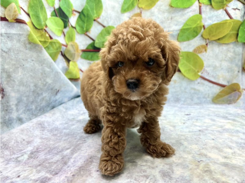 埼玉県のトイプードル(トイ) (ワンラブカインズ北本店(FC)/2026年6月5日生まれ/男の子/レッド)の子犬の2枚目の画像