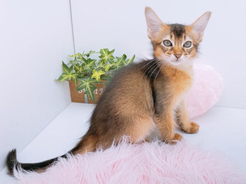 愛知県のソマリ (ワンラブカインズ小牧店(FC)/2026年6月10日生まれ/男の子/ルディ)の子猫の2枚目の画像