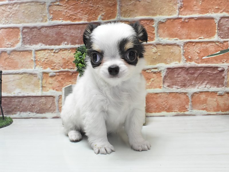 チワワ ホワイトブラックタン 女の子 子犬販売・詳細 ペットショップ ワンラブ