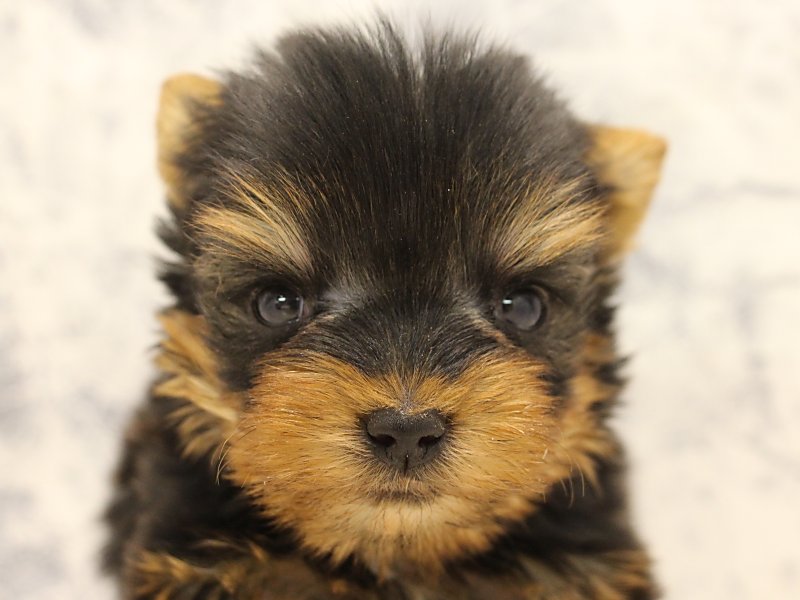 ヨークシャーテリア ヨーキー スチールブルータン 男の子 子犬販売 詳細 ペットショップ ワンラブ ヨークシャーテリア ヨーキー スチールブルータン 男の子 子犬販売 詳細 ペットショップ ワンラブ