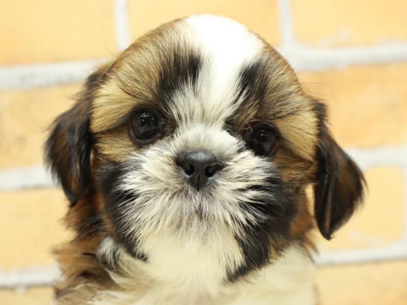 シーズー ゴールド ホワイト 女の子 子犬販売 詳細 ペットショップ ワンラブ シーズー ゴールド ホワイト 女の子 子犬販売 詳細 ペットショップ ワンラブ