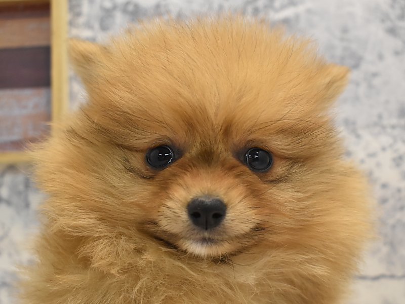 ポメラニアン オレンジ 男の子 子犬販売 詳細 ペットショップ ワンラブ