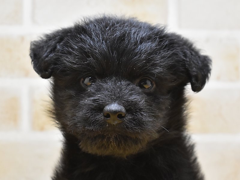 柴プー 柴犬 トイプードル ブラック 男の子 子犬販売 詳細 ペットショップ ワンラブ 柴プー 柴犬 トイプードル ブラック 男の子 子犬販売 詳細 ペットショップ ワンラブ