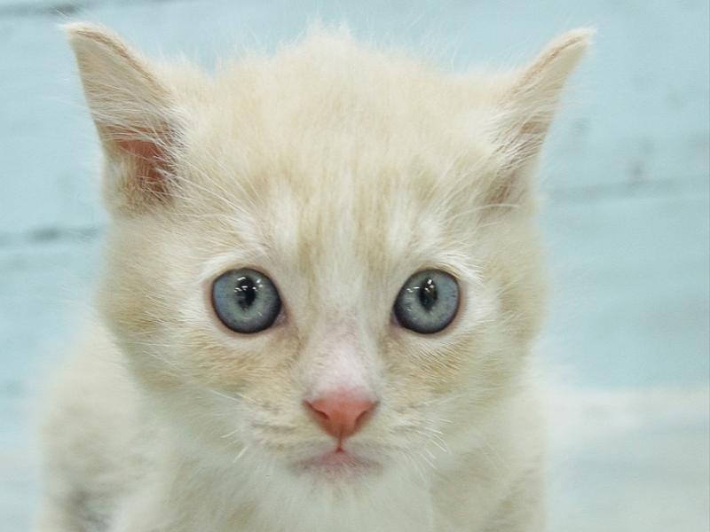 マンチカン レッドタビーホワイト 男の子 子猫販売 詳細 ペットショップ ワンラブ