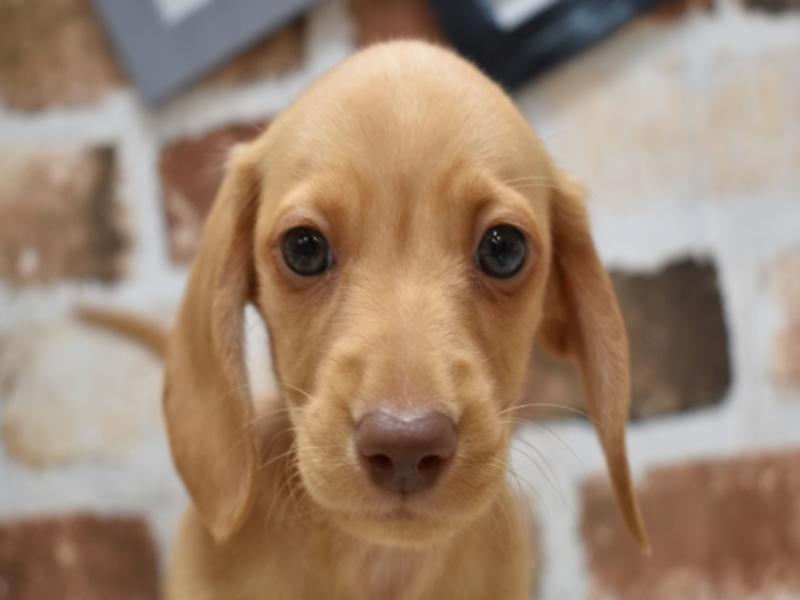 ミニチュアダックスフンド ゴールド 男の子 子犬販売 詳細 ペットショップ ワンラブ