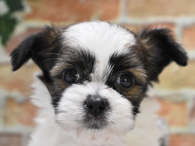 ﾌﾟｰｼｰｽﾞ ﾄｲﾌﾟｰﾄﾞﾙ ｼｰｽﾞｰ ホワイトゴールド 男の子 子犬販売 詳細 ペットショップ ワンラブ