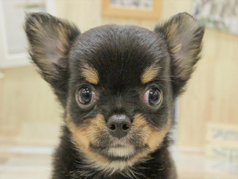 チワワ ブラックタンホワイト 女の子 子犬販売 詳細 ペットショップ ワンラブ