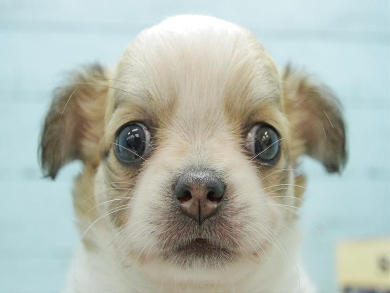 チワワ レッドホワイト 女の子 子犬販売 詳細 ペットショップ ワンラブ