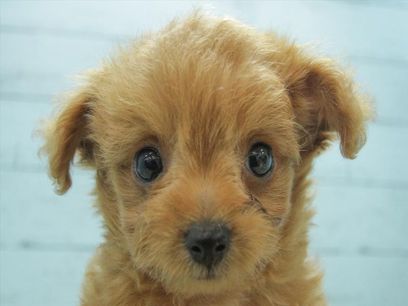 プーチー トイプードル チワワ レッド 男の子 子犬販売 詳細 ペットショップ ワンラブ プーチー トイプードル チワワ レッド 男の子 子犬販売 詳細 ペットショップ ワンラブ
