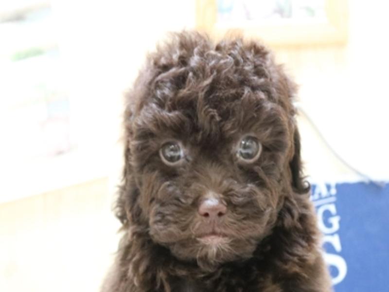 トイプードル ブラウン 女の子 子犬販売 詳細 ペットショップ ワンラブ