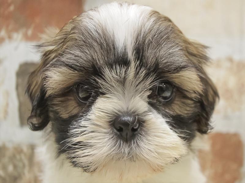 シーズー ホワイトゴールド 女の子 子犬販売 詳細 ペットショップ ワンラブ シーズー ホワイトゴールド 女の子 子犬販売 詳細 ペットショップ ワンラブ