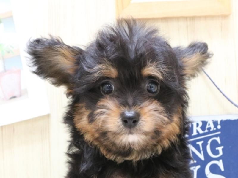 プーチー トイプードル チワワ ブラックタン 男の子 子犬販売 詳細 ペットショップ ワンラブ プーチー トイプードル チワワ ブラックタン 男の子 子犬販売 詳細 ペットショップ ワンラブ