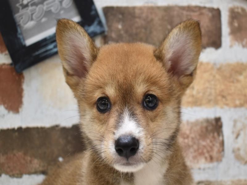 柴ｺｰｷﾞｰ 柴犬 ｺｰｷﾞｰ セーブルホワイト 男の子 子犬販売 詳細 ペットショップ ワンラブ