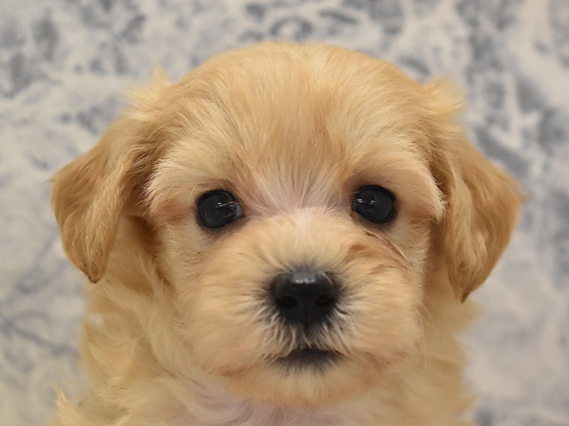 ﾏﾙﾌﾟｰ ﾏﾙﾁｰｽﾞ ﾄｲﾌﾟｰﾄﾞﾙ アプリコット 男の子 子犬販売 詳細 ペットショップ ワンラブ