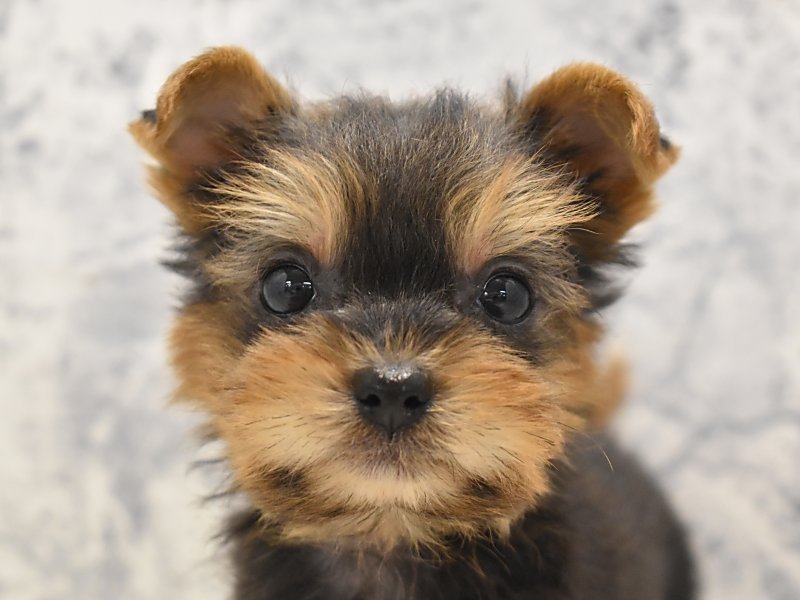 ヨークシャーテリア ヨーキー スチールブルータン 女の子 子犬販売 詳細 ペットショップ ワンラブ