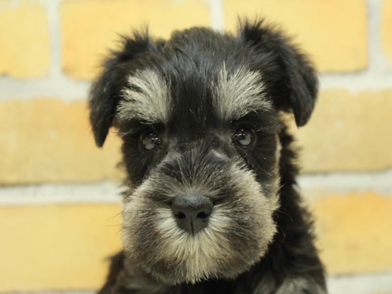 ミニチュアシュナウザー ブラック シルバー 男の子 子犬販売 詳細 ペットショップ ワンラブ