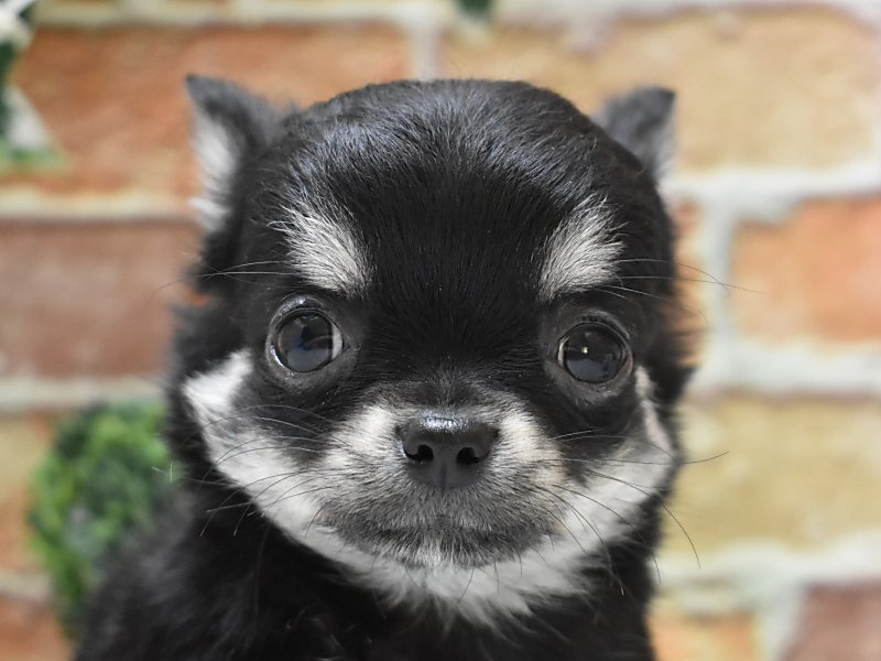 チワワ ブラックタン 男の子 子犬販売 詳細 ペットショップ ワンラブ