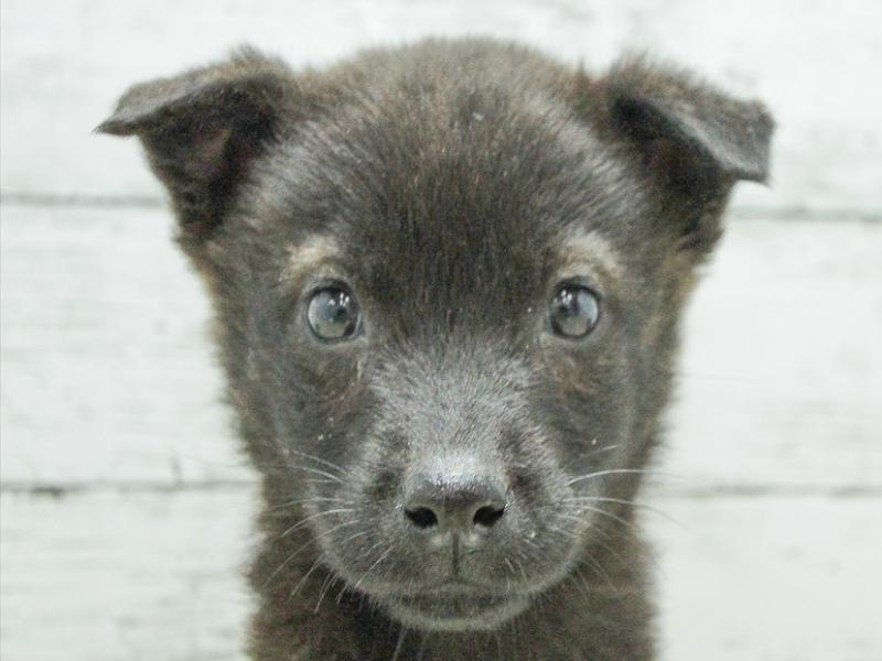 カイケン 甲斐犬 黒虎 女の子 子犬販売 詳細 ペットショップ ワンラブ