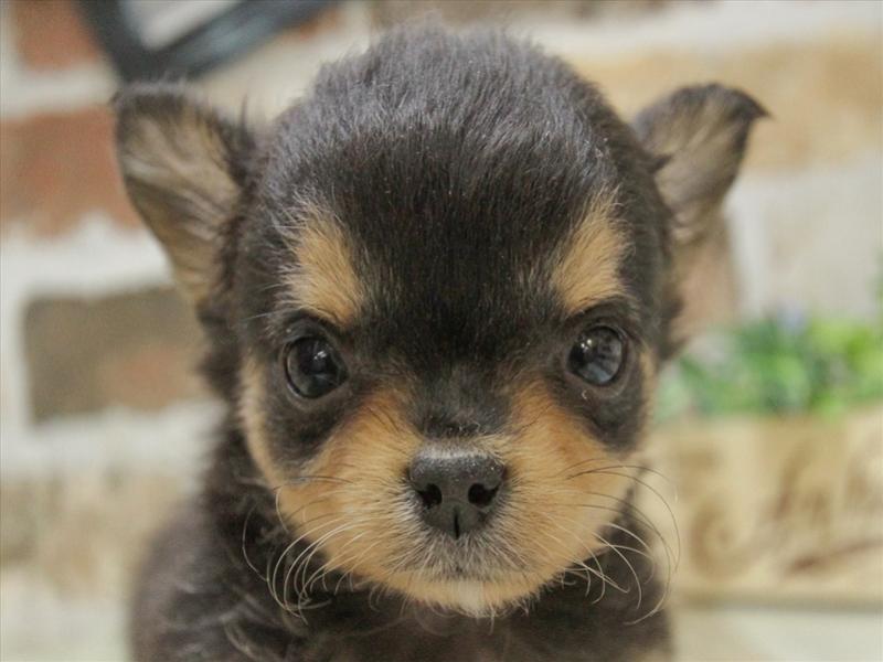 チワワ ブラックタンホワイト 女の子 子犬販売 詳細 ペットショップ ワンラブ