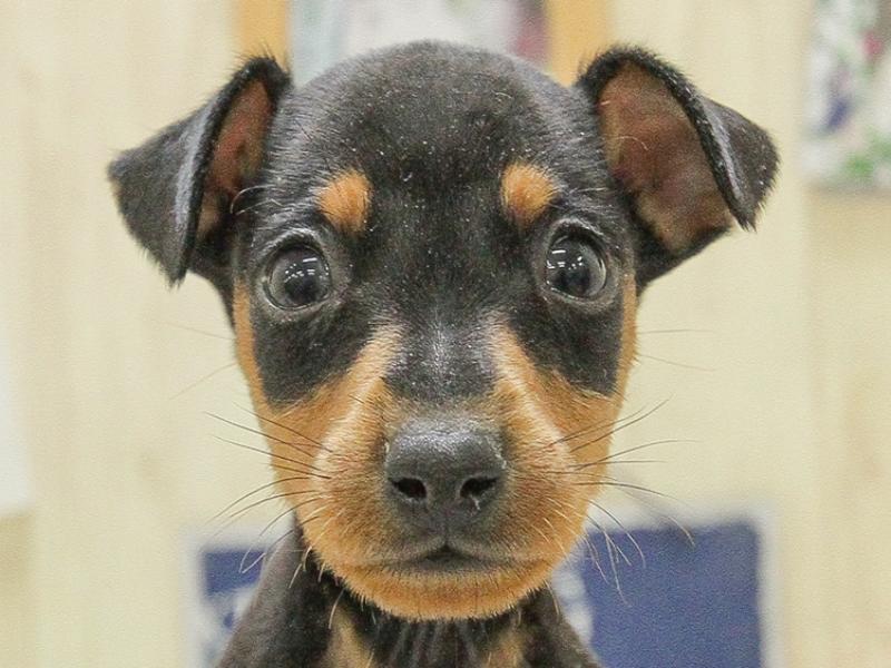 ミニチュアピンシャー ミニピン ブラックタン 男の子 子犬販売 詳細 ペットショップ ワンラブ
