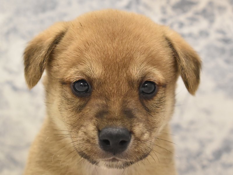 柴ﾋﾞｰ 柴 ﾋﾞｰｸﾞﾙ 赤 男の子 子犬販売 詳細 ペットショップ ワンラブ