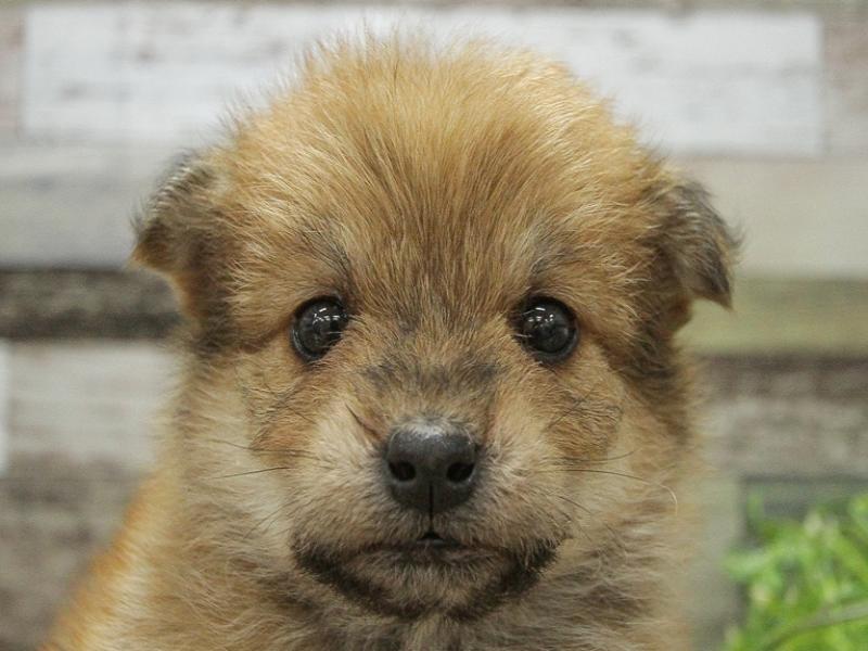 柴ﾌﾟｰ 柴犬 ﾄｲﾌﾟｰﾄﾞﾙ 赤 男の子 子犬販売 詳細 ペットショップ ワンラブ