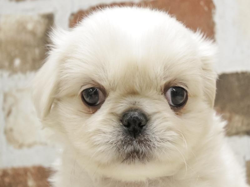 愛知県のペキニーズ (ワンラブNEW・イオンタウン名西店/2022年12月3日生まれ/男の子/ホワイト)の子犬