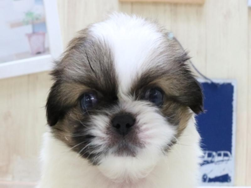 愛知県のペキニーズ (ワンラブNEW・イオンタウン名西店/2023年7月10日生まれ/男の子/パーティーカラー)の子犬