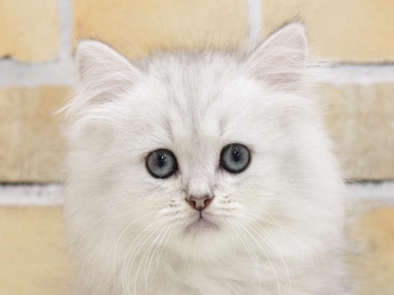 山口県のペルシャ (ワンラブおのだサンパーク店/2023年9月3日生まれ/男の子/チンチラシルバー)の子猫