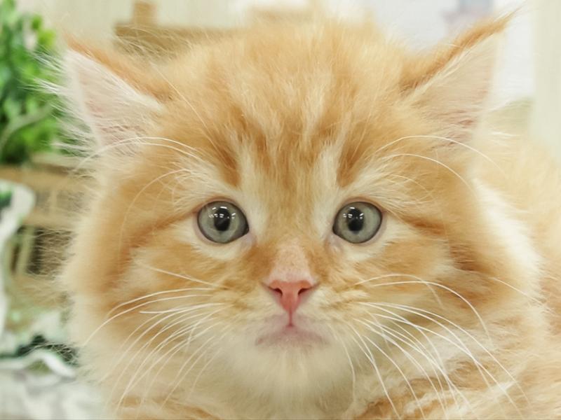宮崎県のマンチカン (ワンラブｽｰﾊﾟｰｾﾝﾀｰﾆｼﾑﾀ五十市店/2023年9月23日生まれ/男の子/レッドタビー)の子猫
