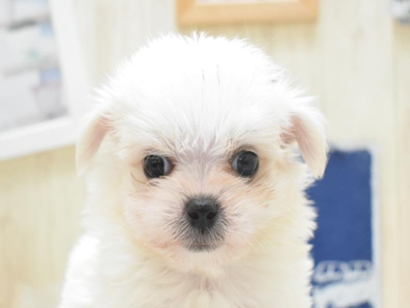 奈良県のチワマル(マルチワ) (ワンラブミ・ナーラ奈良店/2023年9月25日生まれ/男の子/クリームホワイト)の子犬