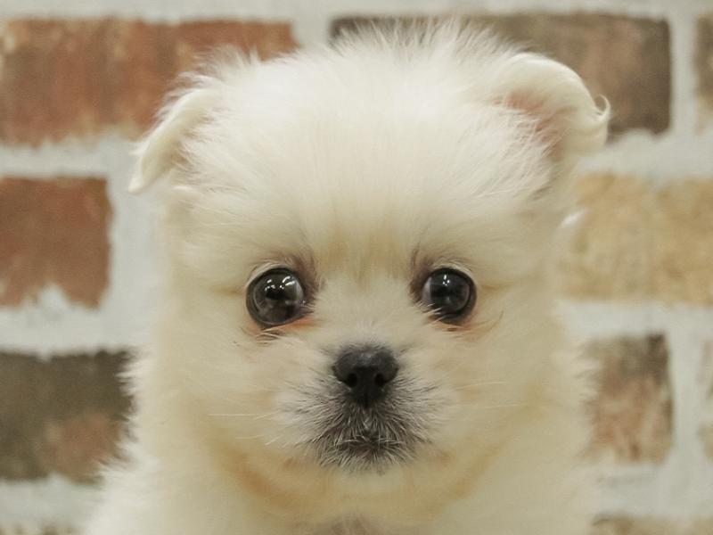 岩手県のハーフ犬 (ワンラブイオンモール盛岡店/2023年9月29日生まれ/女の子/ホワイト(白))の子犬