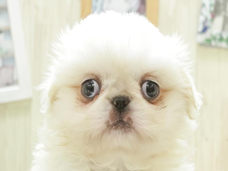 滋賀県のペキニーズ (ワンラブイオンタウン彦根店/2023年11月6日生まれ/女の子/ホワイト)の子犬