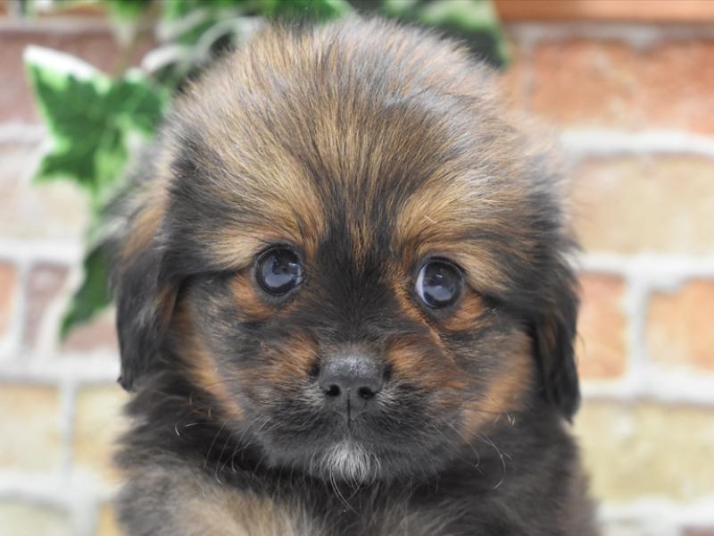 2023年11月5日生まれのハーフ犬の1枚目の写真