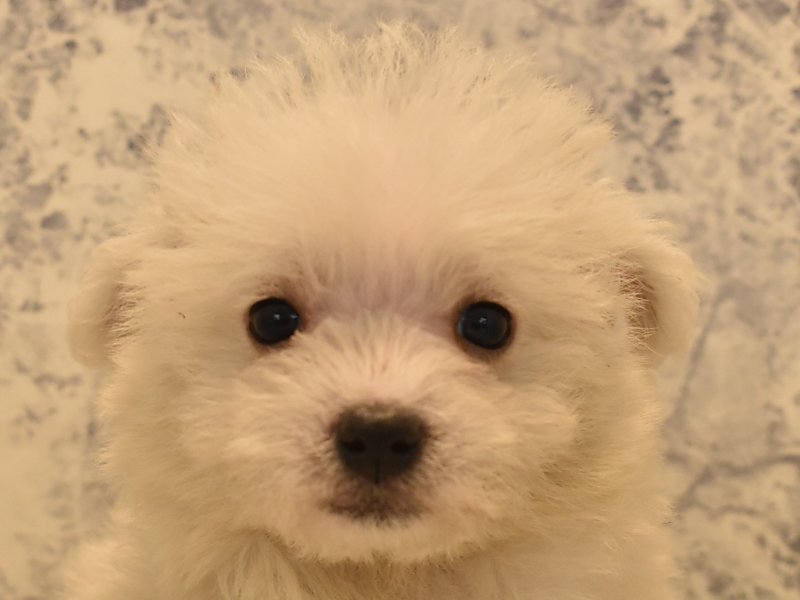 神奈川県のハーフ犬 (ワンラブコピオ相模原インター店/2023年11月6日生まれ/女の子/ホワイト)の子犬