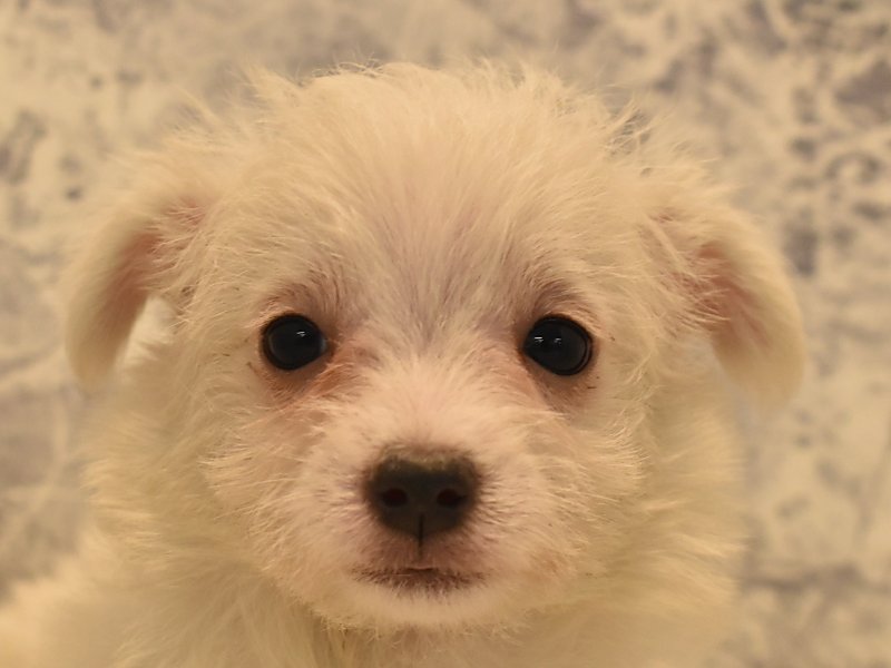 群馬県のハーフ犬 (ワンラブカインズ高崎東部店/2023年11月6日生まれ/女の子/ホワイト)の子犬