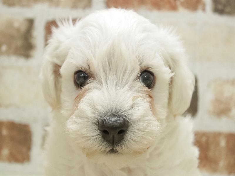 愛知県のハーフ犬 (ワンラブホームセンターバロー千音寺店/2023年11月8日生まれ/男の子/ホワイト)の子犬
