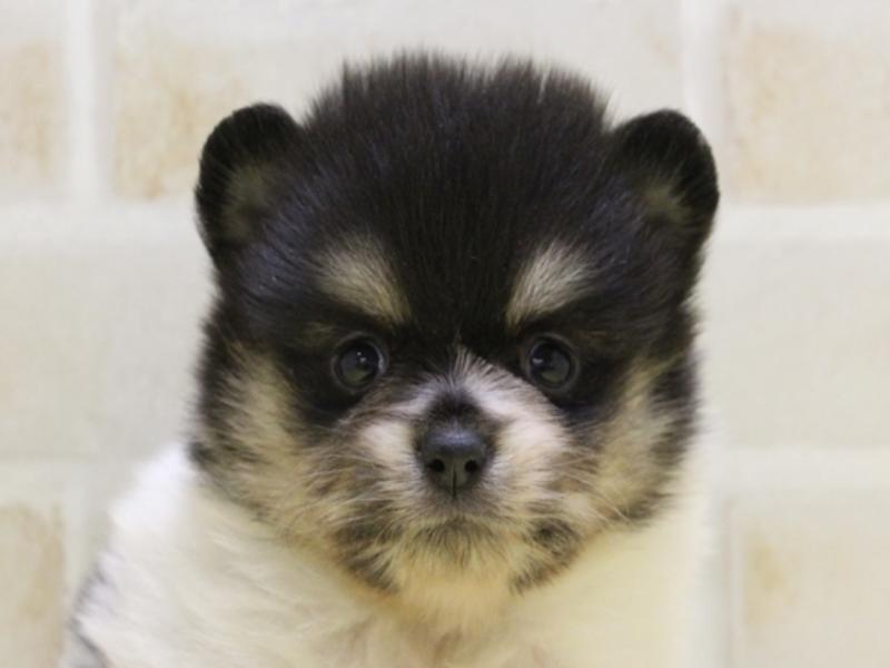 神奈川県のポメラニアン (ワンラブCoaska Bayside横須賀店/2023年11月13日生まれ/女の子/ブラックタンホワイト)の子犬
