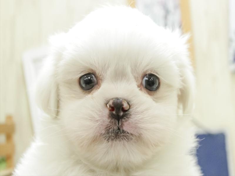鳥取県のハーフ犬 (ワンラブカインズ鳥取店/2023年11月18日生まれ/男の子/ホワイト)の子犬